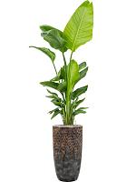 Кашпо Baq luxe lite universe comet partner bronze D38 H69 см