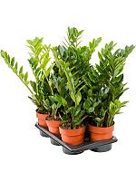 Замиокулькас замиелистный H65 D17 см