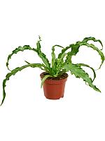 Асплениум Антикум Осака H15 D9 см