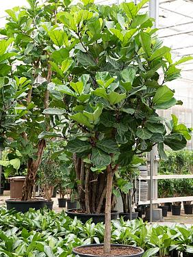 Фикус Лирата