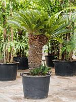 Цикас Революта H150 D70 см