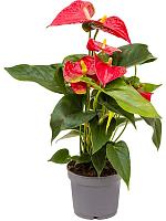 Антуриум Андрианум Сиерра красный H40 D12 см