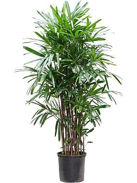 Рапис высокий Рапис высокий