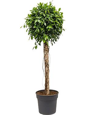 Фикус Микрокарпа Нитида Фикус Микрокарпа Нитида