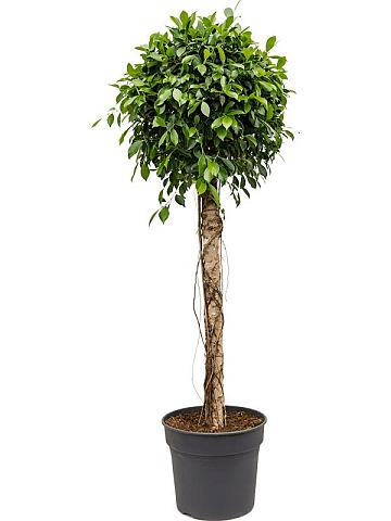 Фикус Микрокарпа Нитида Фикус Микрокарпа Нитида