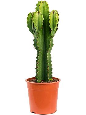 Молочай великий (Эуфорбия Ингенс) Молочай великий (Эуфорбия Ингенс)