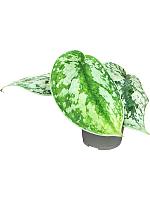 Сциндапсус Пиктус H12 D6 см