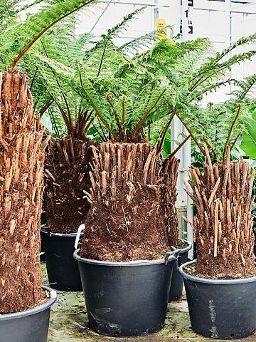 Диксония антарктическая Диксония антарктическая