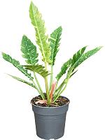 Филодендрон Ринг оф Файер H50 D19 см