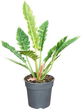 Филодендрон Ринг оф Файер