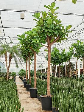 Фикус Лирата Фикус Лирата