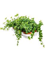 Плющ Хедера Хеликс Питтсбург H20 D13 см