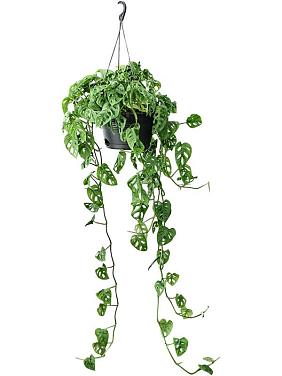 Монстера Обликва ампельная Монстера Обликва ампельная