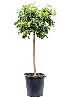 Апельсиновое дерево H170 D38 см