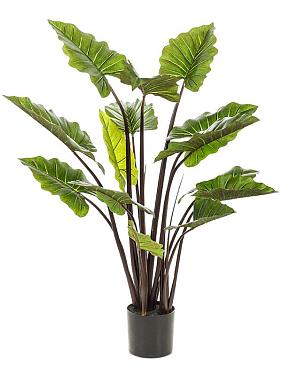 Колоказия искусственная Колоказия искусственная