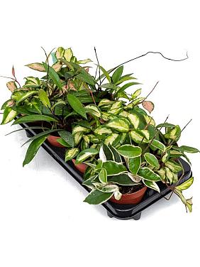 Хойя Карноза мясистая микс Хойя Карноза мясистая микс