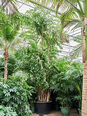 Кариота Митис мягкая Кариота Митис мягкая