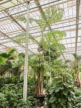 Кариота Митис мягкая