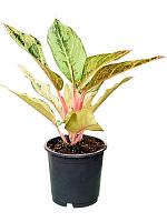 Аглаонема Лаки H30 D13 см