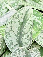 Сциндапсус Пиктус H12 D6 см