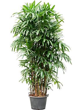 Рапис высокий