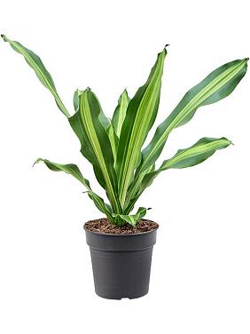 Драцена Фрагранс Берли Драцена Фрагранс Берли