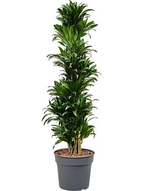 Драцена Фрагранс Компакта разветвленная Драцена Фрагранс Компакта разветвленная