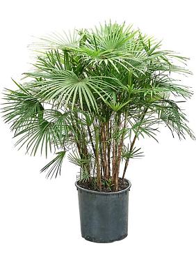 Рапис многорассеченный