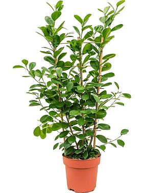 Фикус Микрокарпа Мокламе на решетке