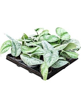 Сциндапсус Пиктус Сциндапсус Пиктус