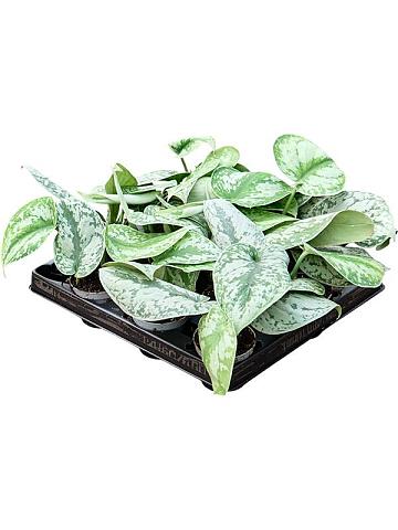 Сциндапсус Пиктус