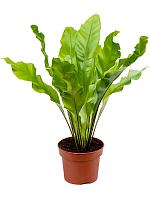 Асплениум Нидус гнездовой H30 D12 см