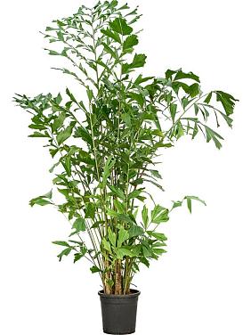 Кариота Митис мягкая Кариота Митис мягкая