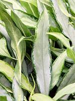 Аглаонема Вайт Ленс H40 D14 см