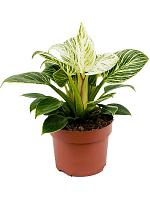 Филодендрон Вайт Вейв H25 D12 см Филодендрон Вайт Вейв H25 D12 см