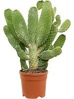 Опунция Консолея H80 D20 см