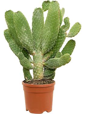 Опунция Консолея Опунция Консолея