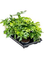 Монстера Минима H25 D12 см