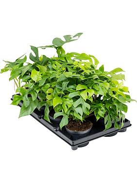 Монстера Минима Монстера Минима