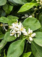 Апельсиновое дерево H170 D38 см