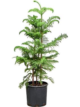 Араукария разнолистная Хетерофилла Араукария разнолистная Хетерофилла