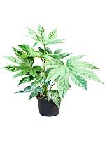 Фатсия Японская Спайдер Веб H30 D12 см