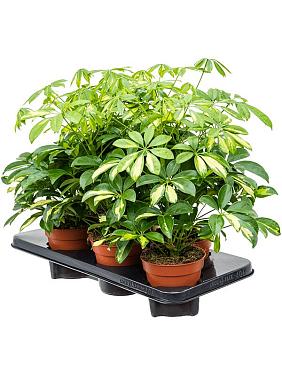 Шеффлера Герда Шеффлера Герда