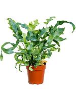 Флебодиум Блю Стар золотистый H30 D12 см