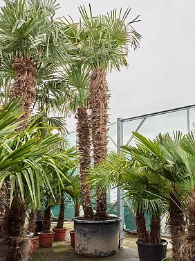 Трахикарпус Форчуна многоствольный