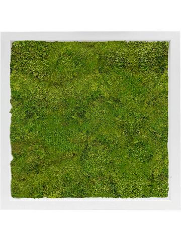 Картина из мха mdf ral 9010 satin gloss 100% flat moss Картина из мха mdf ral 9010 satin gloss 100% flat moss