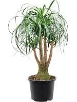 Нолина (Бокарнея отогнутая) разветвленная H100 D32 см