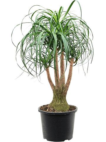 Нолина (Бокарнея отогнутая) разветвленная Нолина (Бокарнея отогнутая) разветвленная