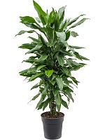 Драцена Фрагранс Джанет Линд разветвленная H70 D21 см