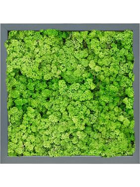 Картина из мха mdf ral 7016 satin gloss 100% reindeer (light grass green) Картина из мха mdf ral 7016 satin gloss 100% reindeer (light grass green)